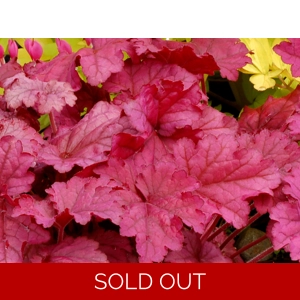 Heuchera 'Berry Smoothie'